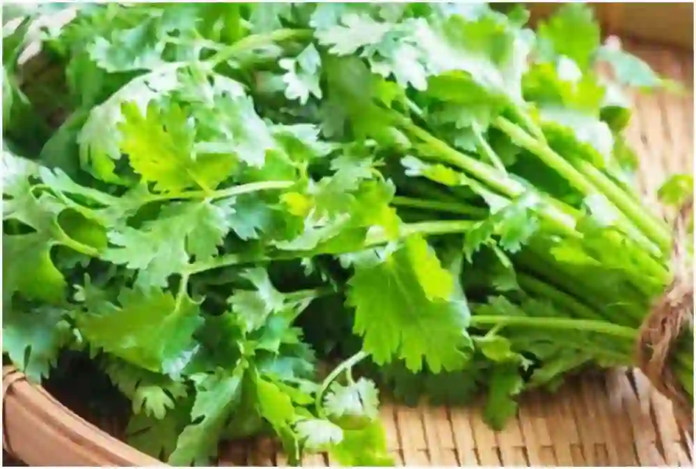 Fresh coriander  of फ्रिज में रखने के बाद भी सूख जाती है धनिया, ऐसे करें स्टोर 15-20 दिन तक बनी रहेगी फ्रेश